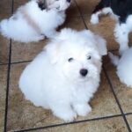 Kenaf-male-coton-de-tulear-puppy-for-sale-1 (4)