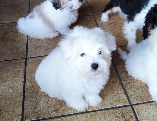 Kenaf Coton De Tulear Kenaf Coton De Tulear