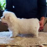 Kenaf-male-coton-de-tulear-puppy-for-sale-1 (5)