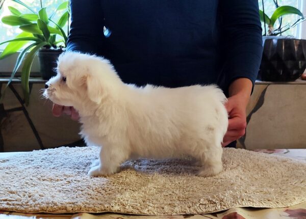 Kenaf Coton De Tulear Kenaf Coton De Tulear