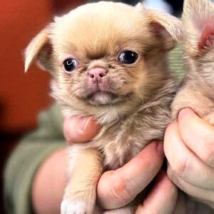 Kendra Chihuahua Kendra Chihuahua