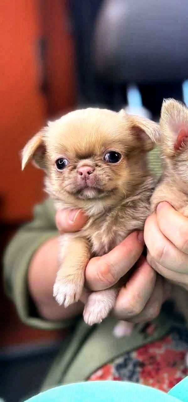 Kendra Chihuahua Kendra Chihuahua