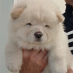 Ketris-female-chow-chow-puppy-for-sale-1 (1)