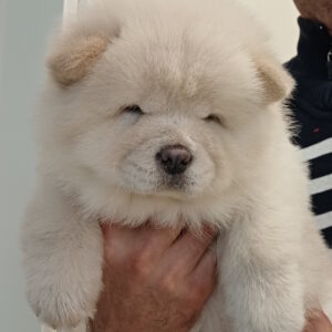 Ketris Chow-Chow Ketris Chow-Chow