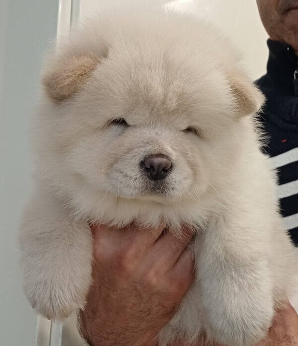 Ketris Chow-Chow Ketris Chow-Chow