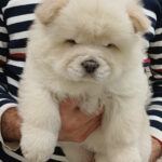 Ketris-female-chow-chow-puppy-for-sale-1 (2)