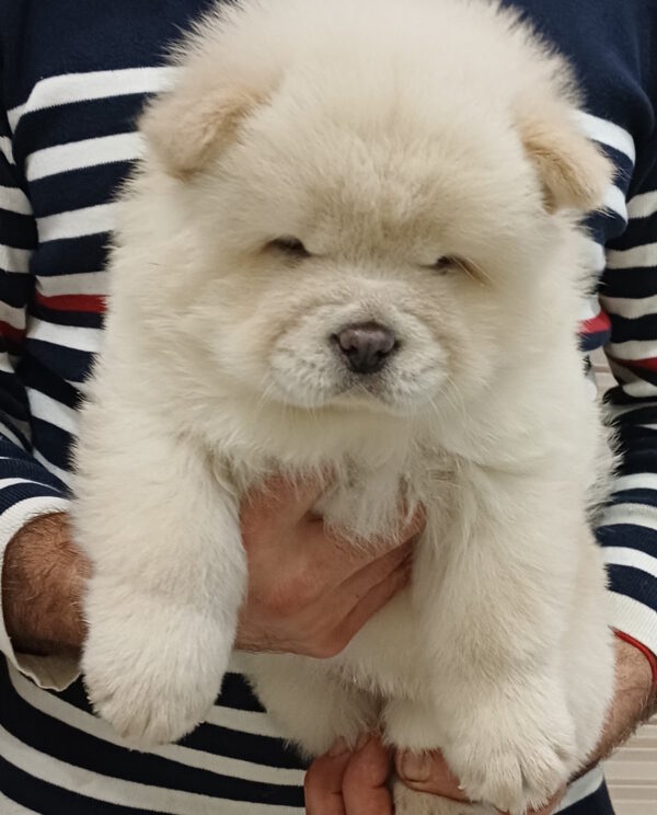 Ketris Chow-Chow Ketris Chow-Chow