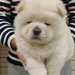 Ketris-female-chow-chow-puppy-for-sale-1 (3)