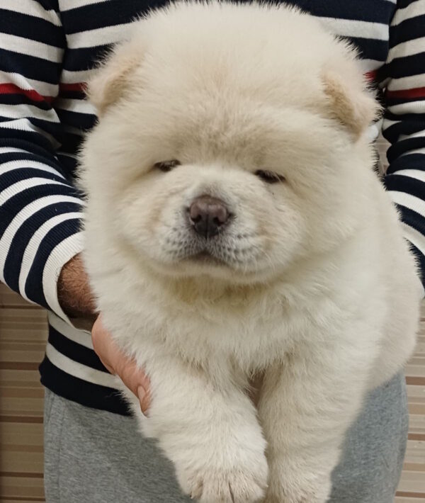 Ketris Chow-Chow Ketris Chow-Chow
