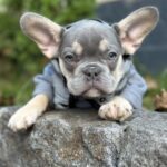 Keyn-male-french-bulldog-puppy-for-sale-1 (1)