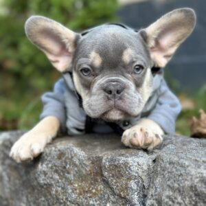Keyn French Bulldog Keyn French Bulldog