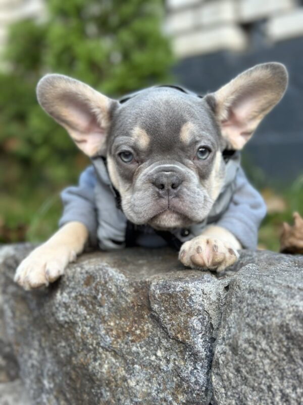 Keyn French Bulldog Keyn French Bulldog
