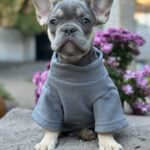 Keyn-male-french-bulldog-puppy-for-sale-1 (2)