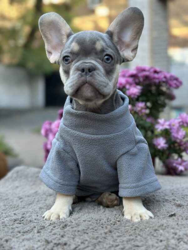 Keyn French Bulldog Keyn French Bulldog