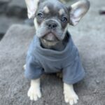 Keyn-male-french-bulldog-puppy-for-sale-1 (3)