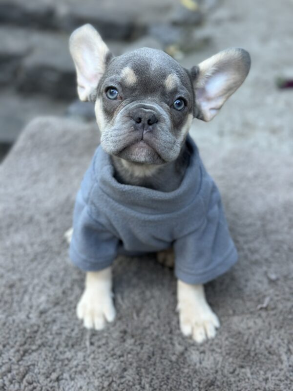 Keyn French Bulldog Keyn French Bulldog