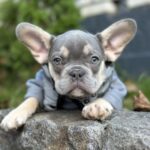 Keyn-male-french-bulldog-puppy-for-sale-1 (4)