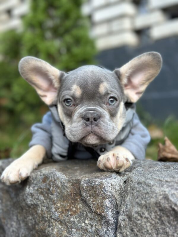 Keyn French Bulldog Keyn French Bulldog