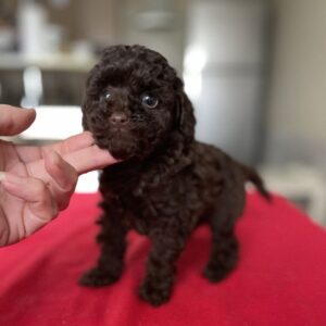 Kingsley Toy Poodle Kingsley Toy Poodle