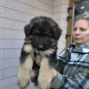 Kraft German Shepherd Kraft German Shepherd