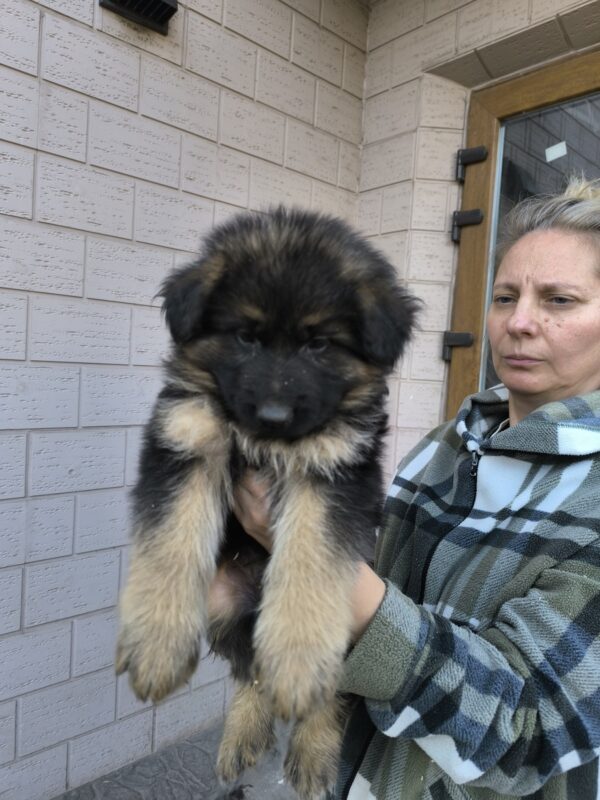 Kraft German Shepherd Kraft German Shepherd