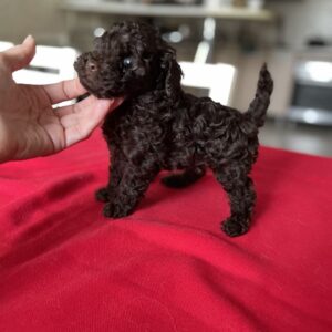 Kylian Toy Poodle Kylian Toy Poodle