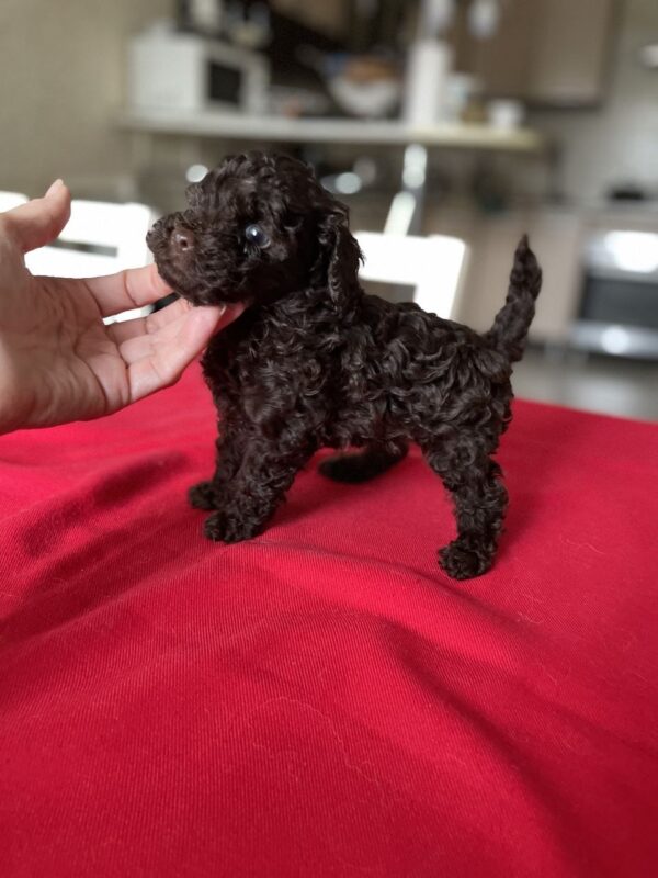 Kylian Toy Poodle Kylian Toy Poodle