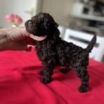 Kylian-male-Toy-Poodle-puppy-for-sale- (2)