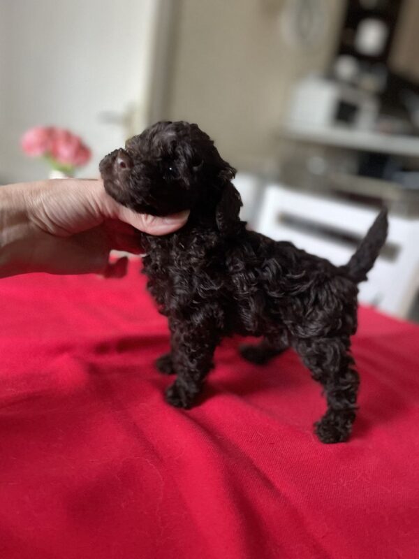 Kylian Toy Poodle Kylian Toy Poodle