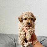 Lanara-female-maltipoo-puppy-for-sale-1 (1)
