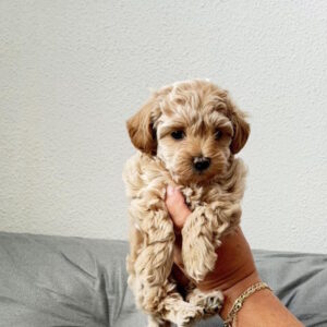 Lanara Maltipoo Lanara Maltipoo