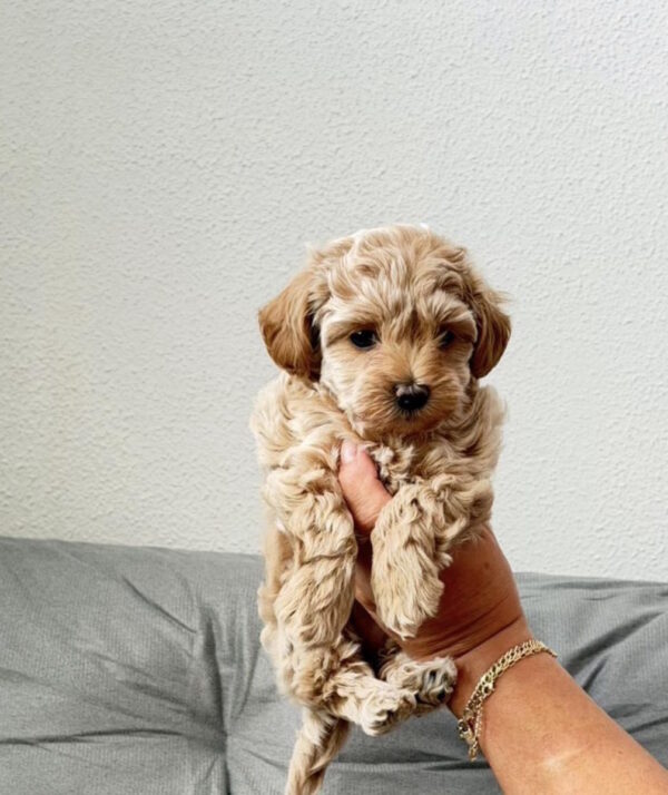 Lanara Maltipoo Lanara Maltipoo