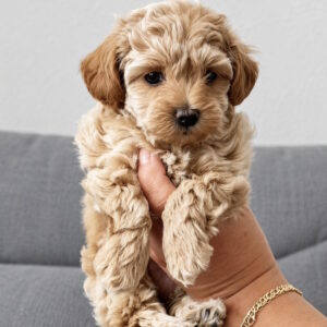 Lanara Maltipoo Lanara Maltipoo