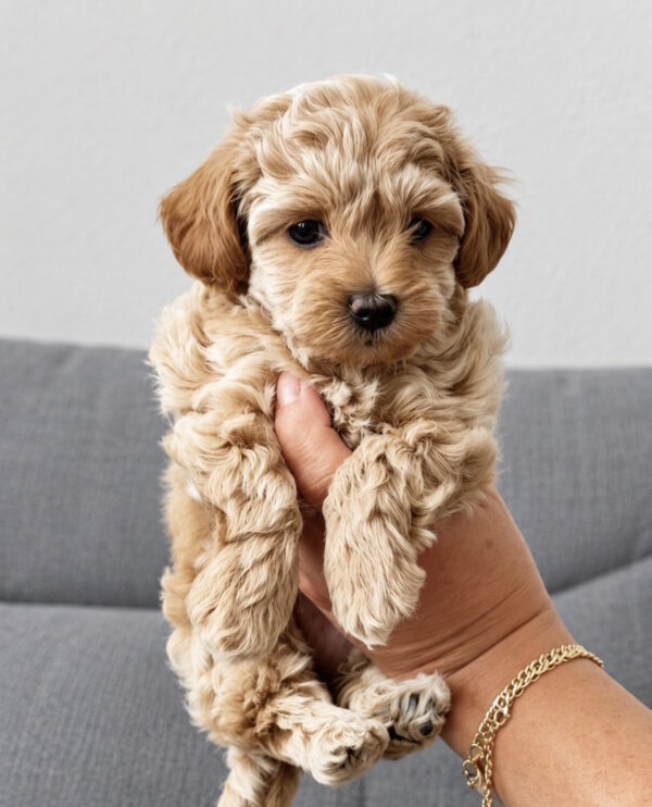 Lanara Maltipoo Lanara Maltipoo
