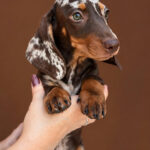 Legart-male-miniature-dachshund-puppy-for-sale-1 (1)