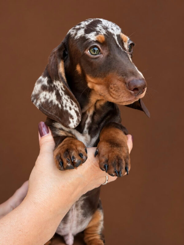 Legart Miniature Dachshund Legart Miniature Dachshund