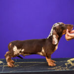 Legart-male-miniature-dachshund-puppy-for-sale-1 (2)