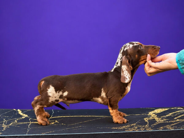 Legart Miniature Dachshund Legart Miniature Dachshund
