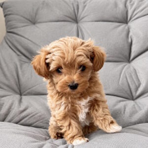Lotos Maltipoo Lotos Maltipoo