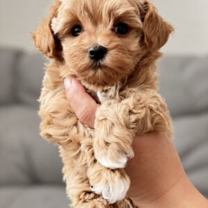 Lotos Maltipoo Lotos Maltipoo