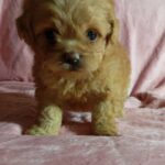Lottie-female-maltipoo-puppy-for-sale-1 (1)