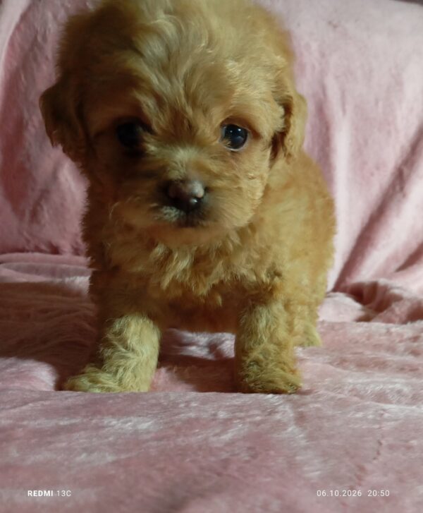 Lottie Maltipoo Lottie Maltipoo