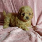 Lottie-female-maltipoo-puppy-for-sale-1 (2)