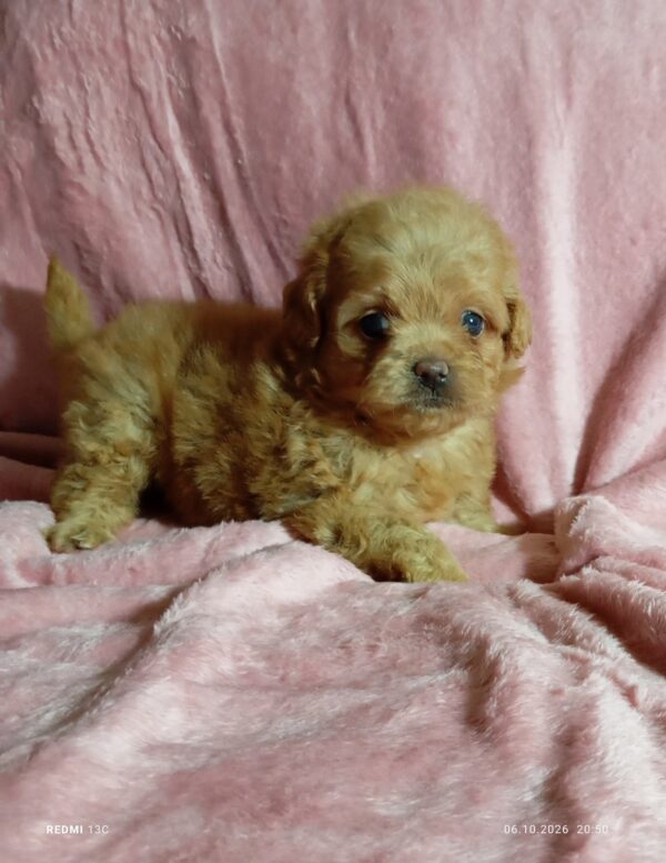Lottie Maltipoo Lottie Maltipoo