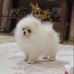 Louise-female-pomeranian-puppy-for-sale-1 (1)