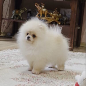Louise Pomeranian Louise Pomeranian