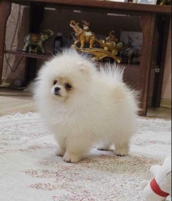 Louise Pomeranian Louise Pomeranian