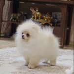 Louise-female-pomeranian-puppy-for-sale-1 (2)
