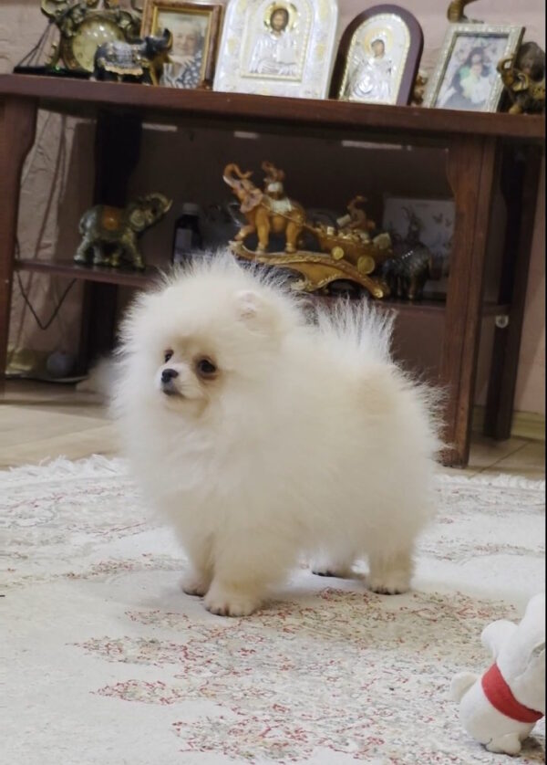 Louise Pomeranian Louise Pomeranian
