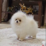 Louise-female-pomeranian-puppy-for-sale-1 (3)